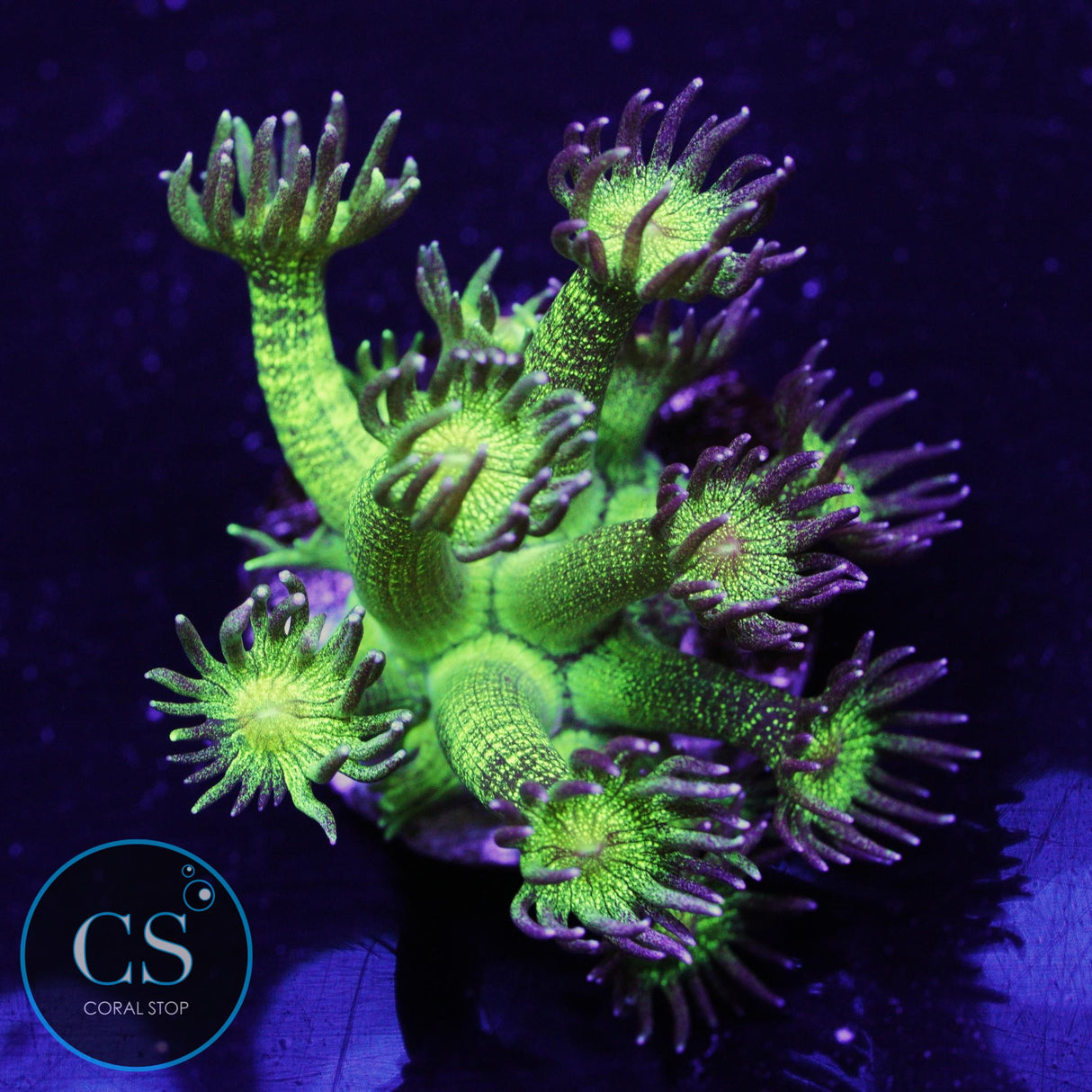 Glitter Bomb Goniopora