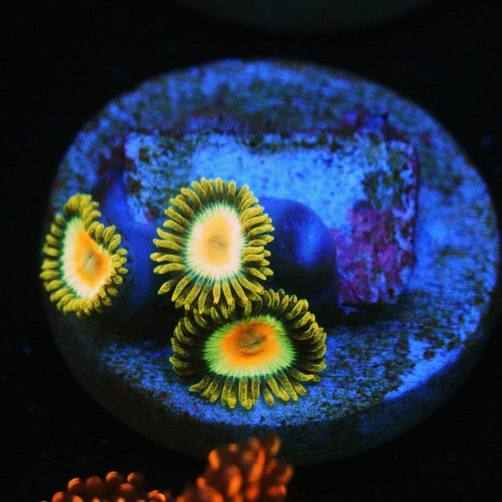 RASTA ZOA