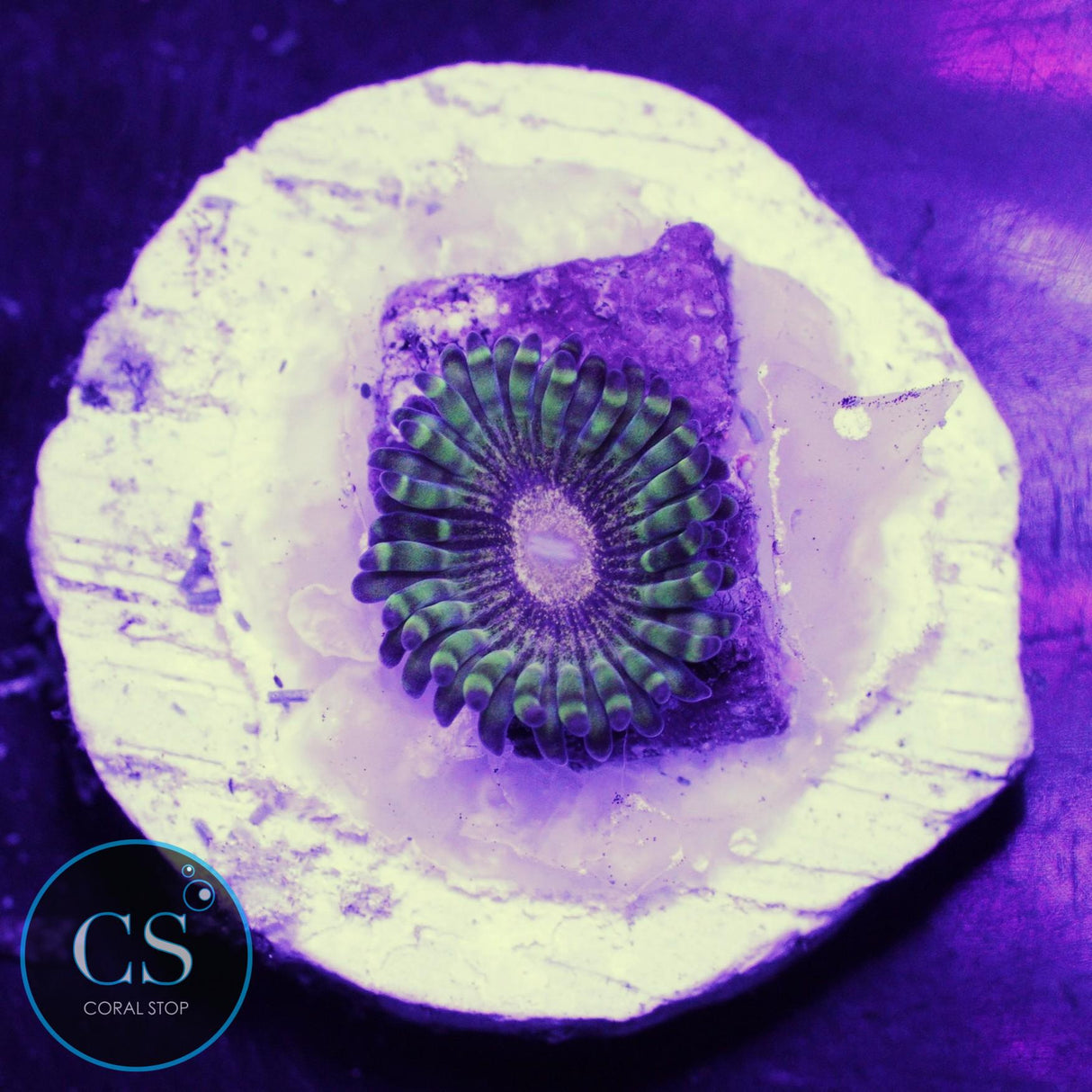 NYRA Titan Krakatoa Zoa