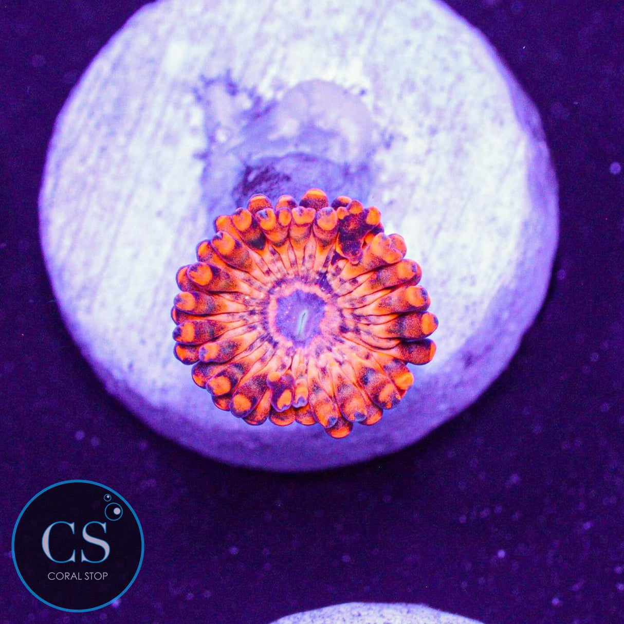 Utter Chaos Zoa