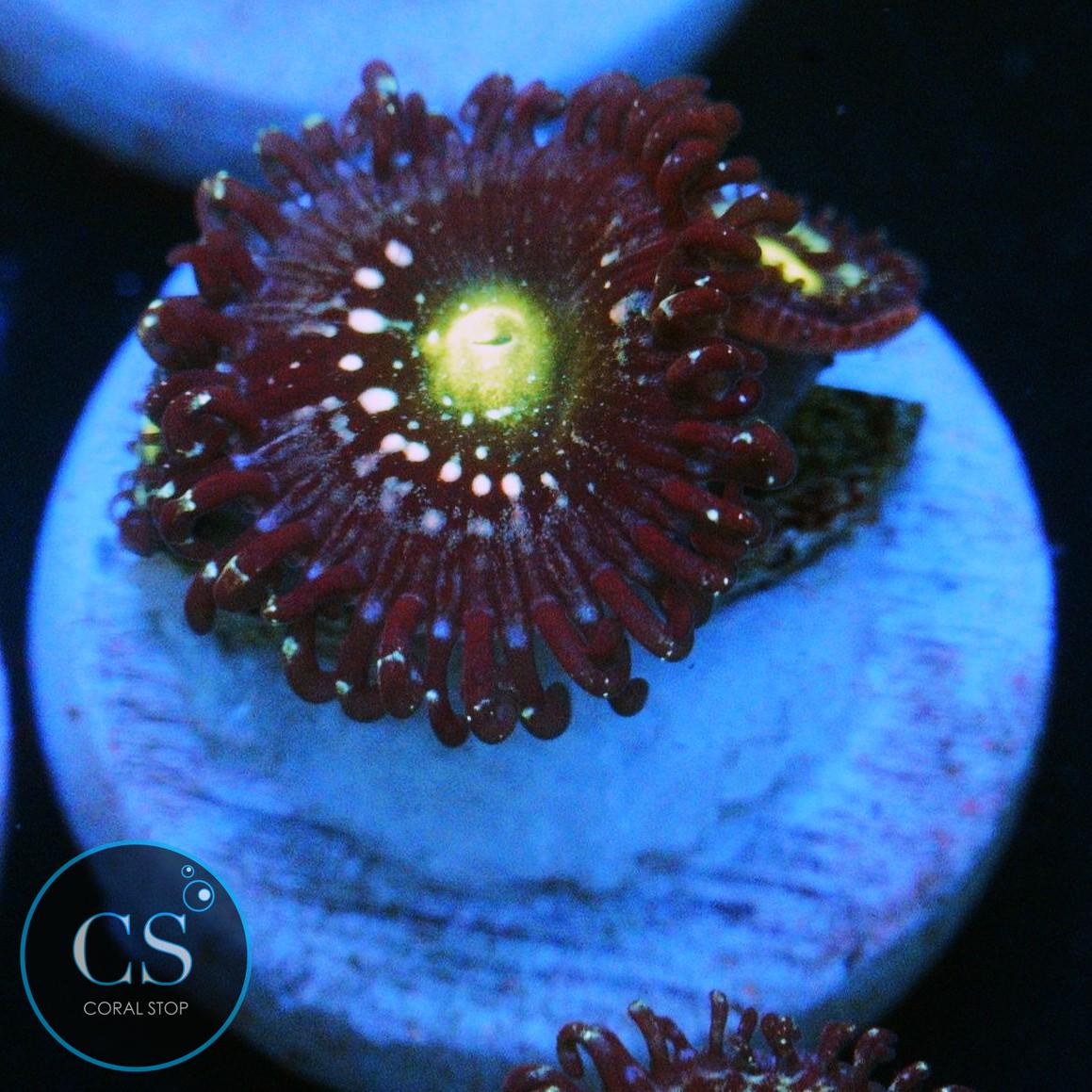 BLUE LAGOON ZOA