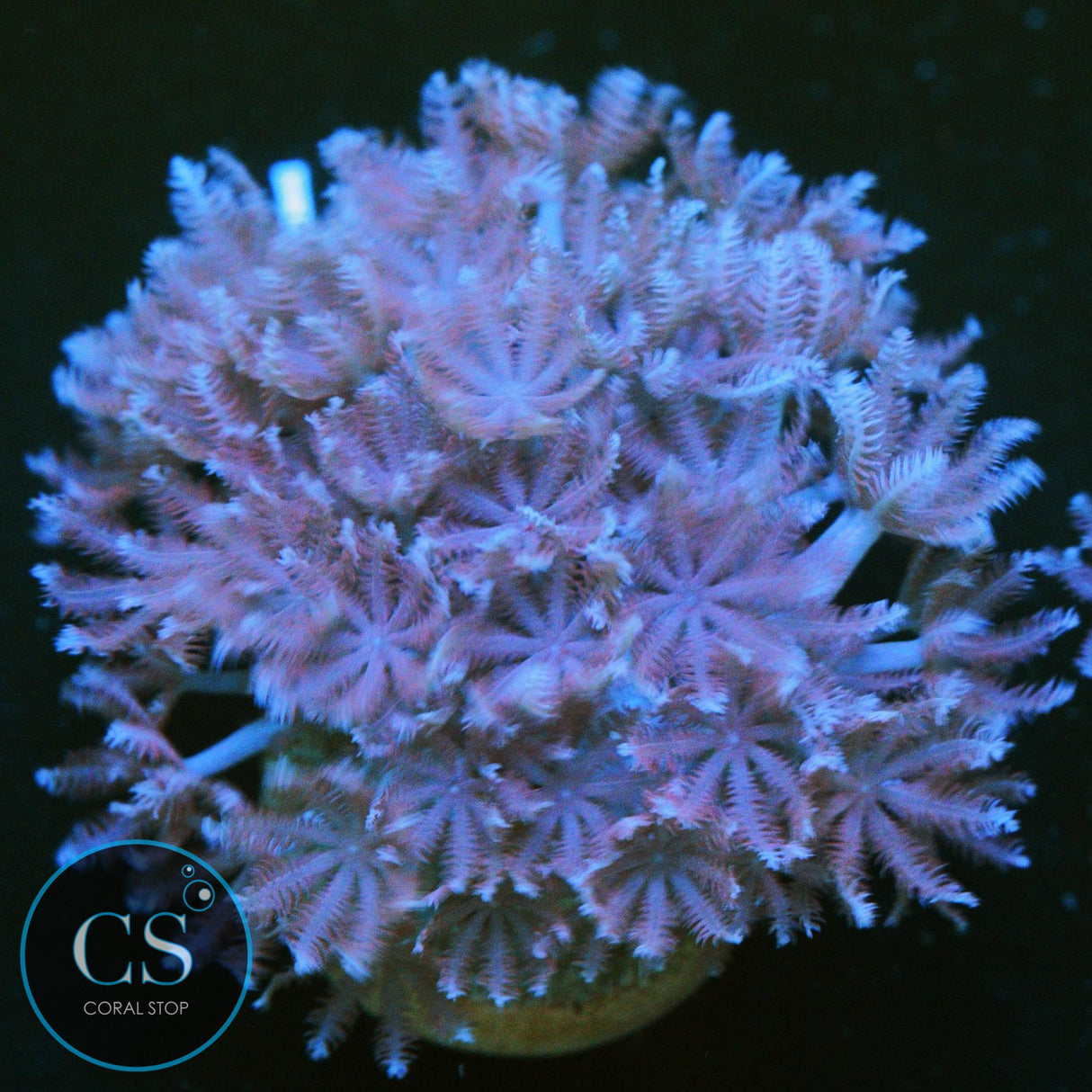 PULSING XENIA