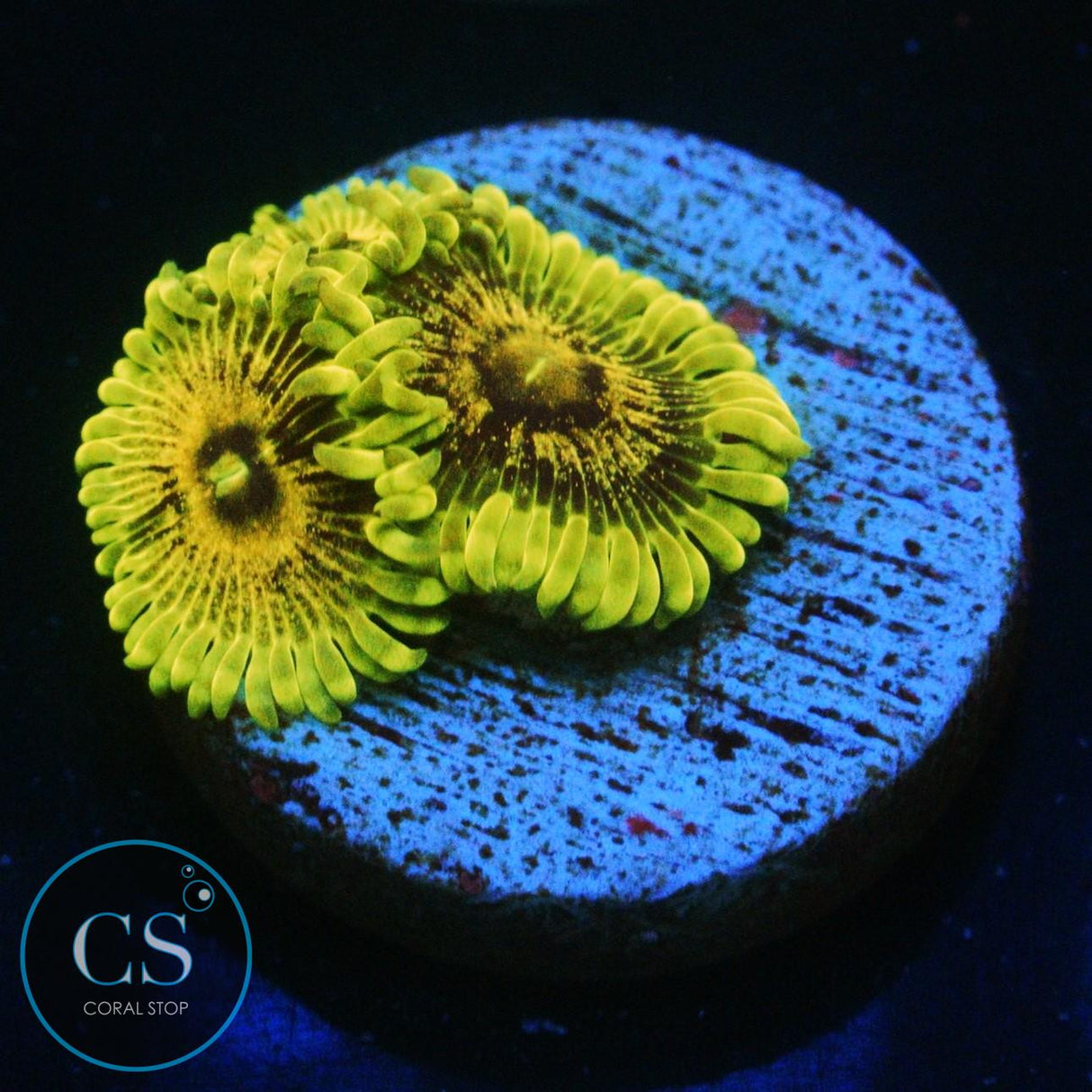 IA PURPLE VALOR ZOA