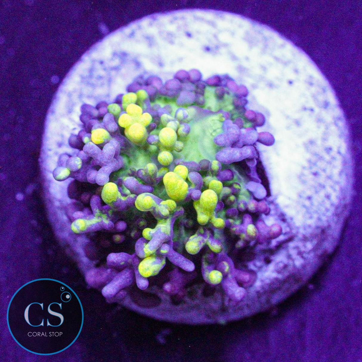 CC Magic Carpet Bounce Mushroom
