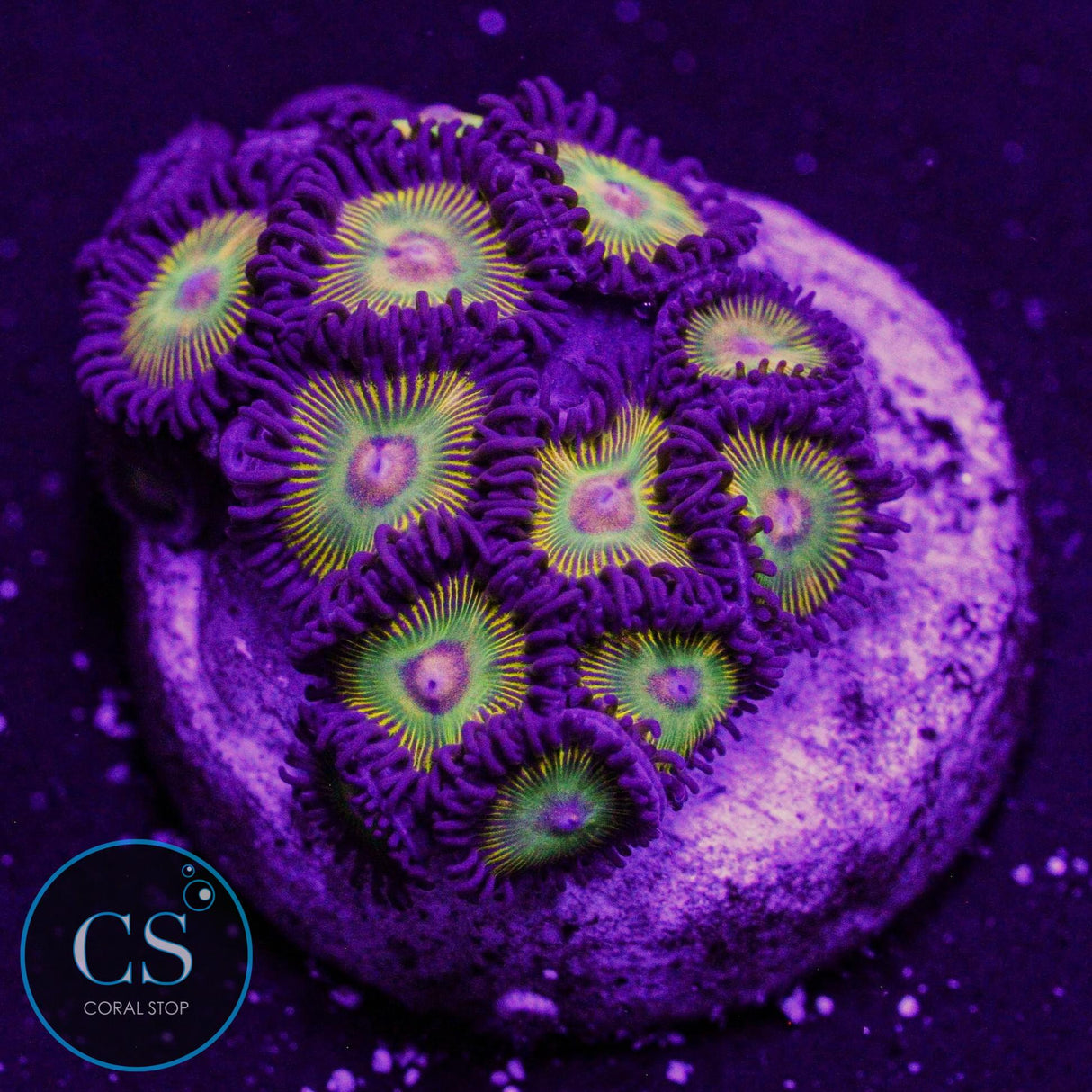 CS Super Mario Sunshine Zoa