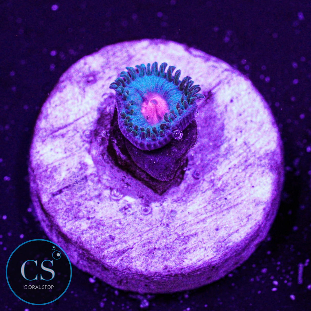 Miami Vice Zoa