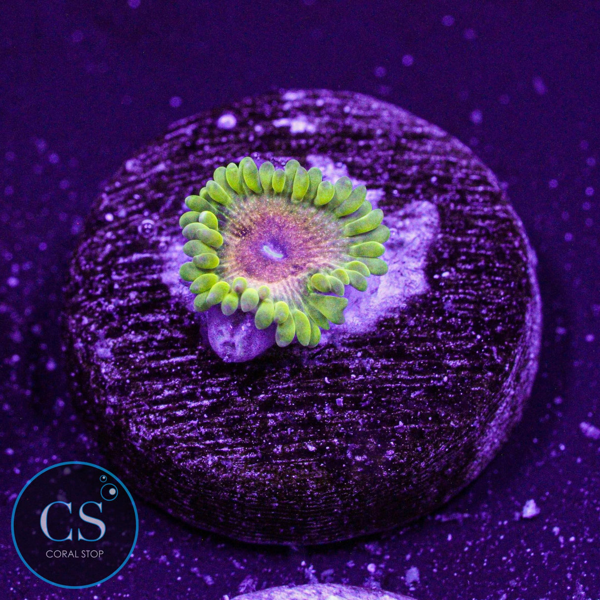 Jamba Juice Zoa