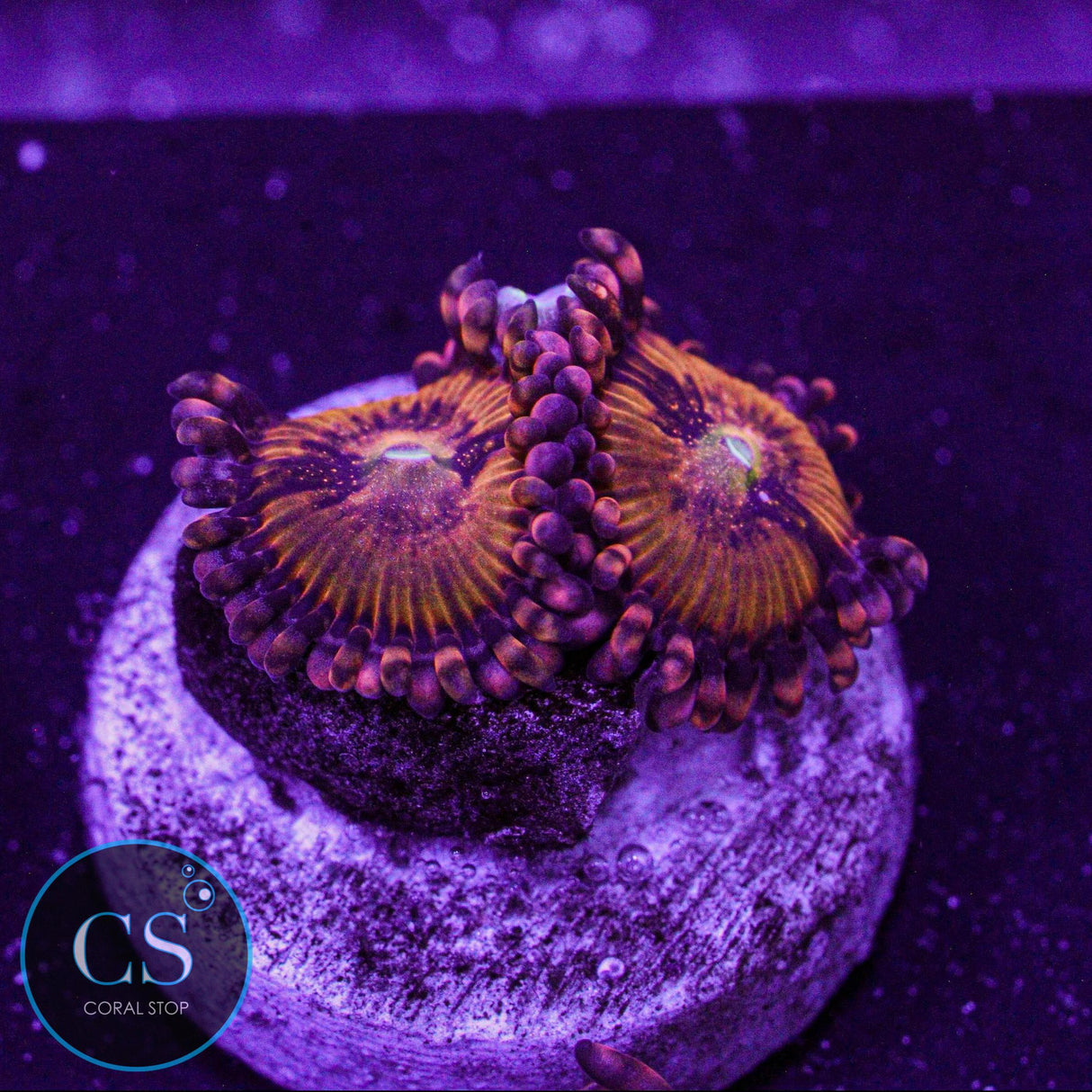 Rainbow Sakura Zoa