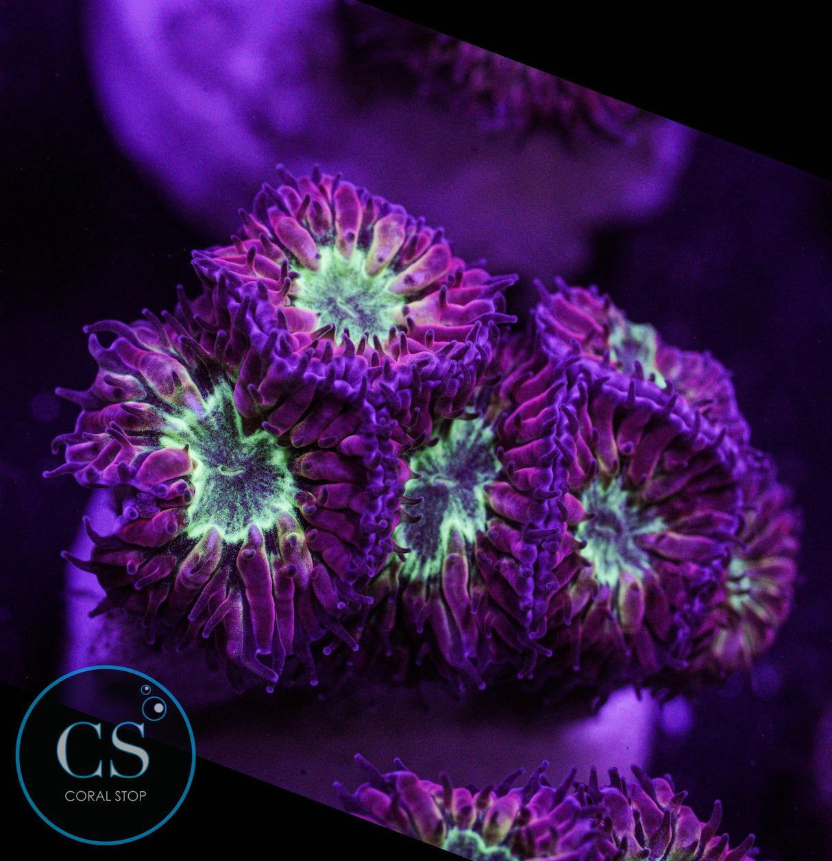 Bright Green Blastomussa Merletti