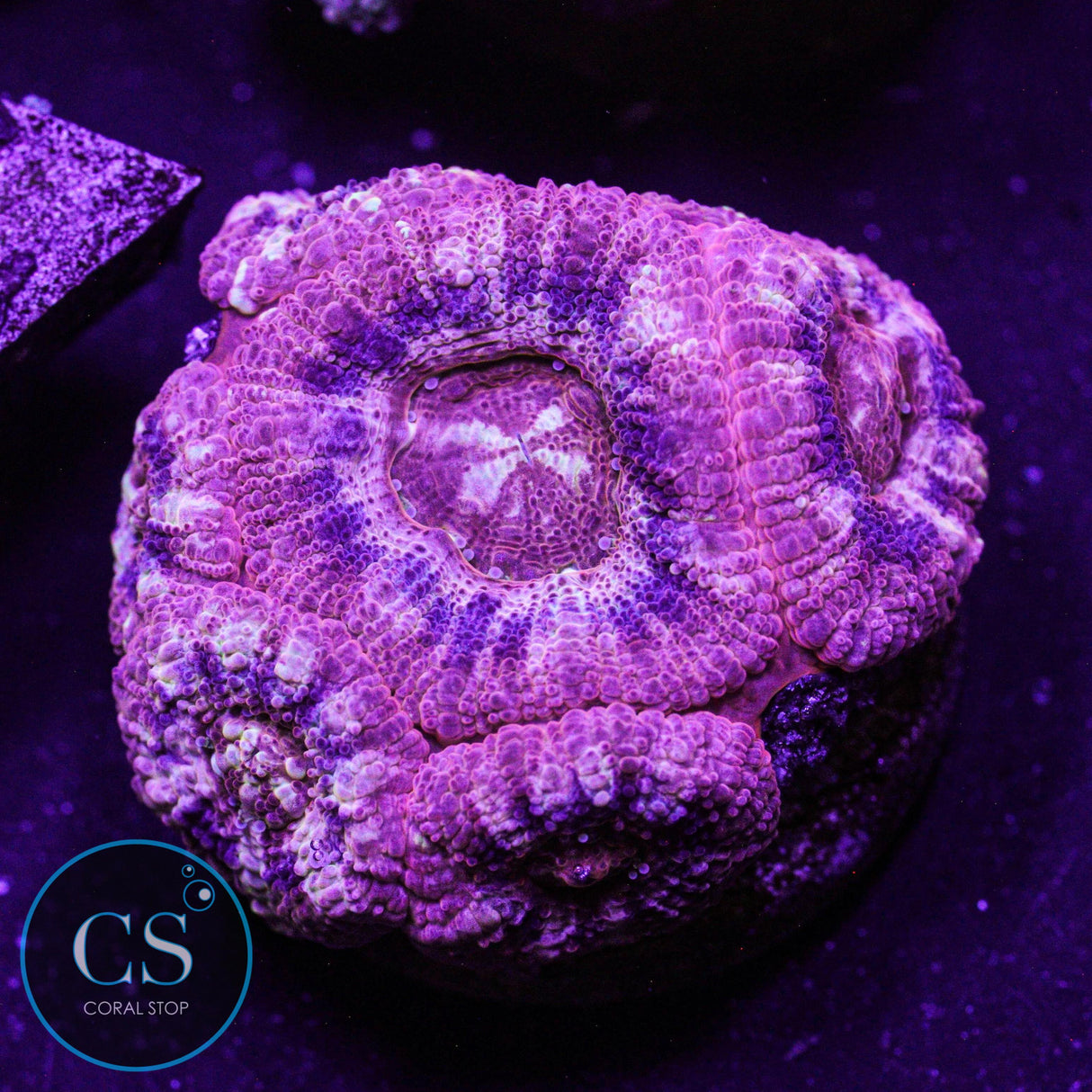 Elemental Fire Asian Acan