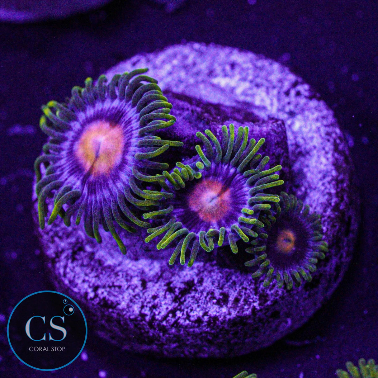 JF Big Bang Zoa