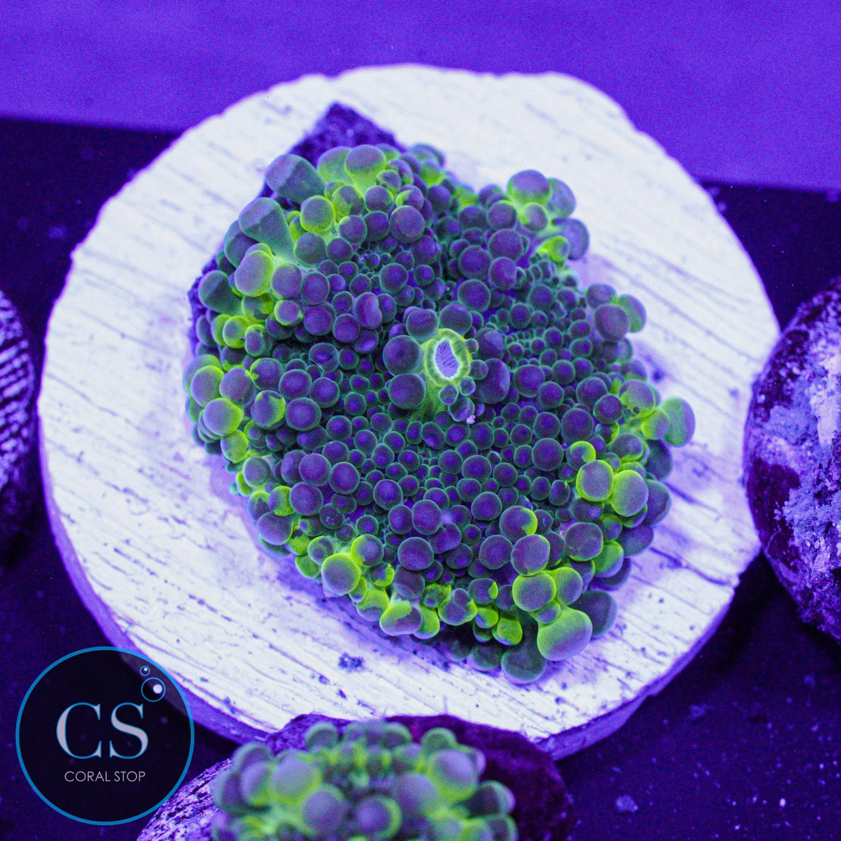 Electric Malaysian Yuma Mushroom
