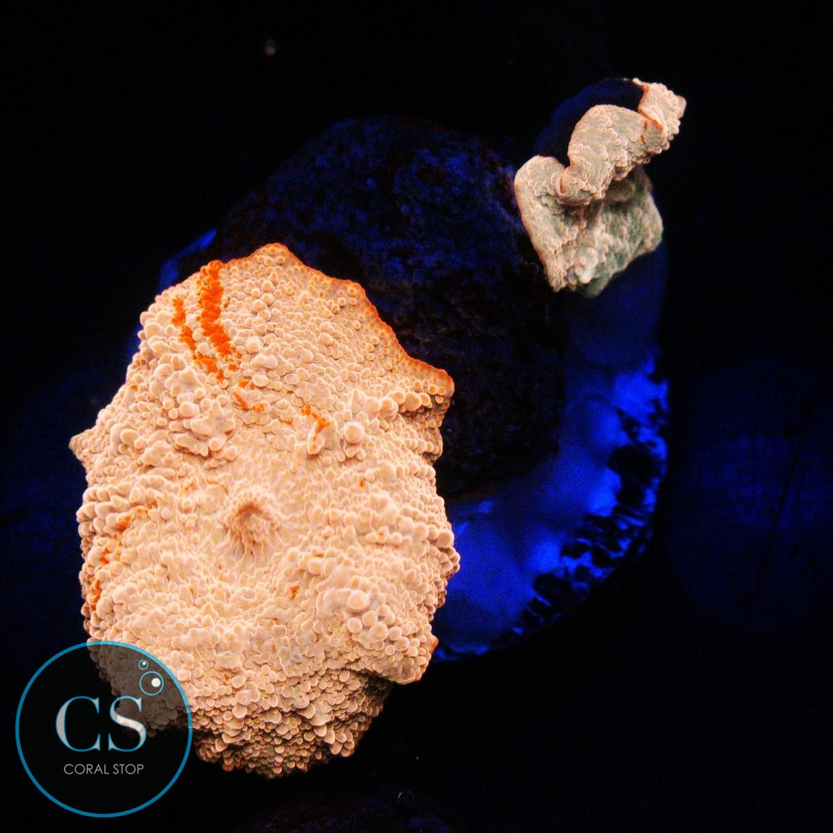 DOUBLE POLETTI JAWBREAKER MUSHROOM