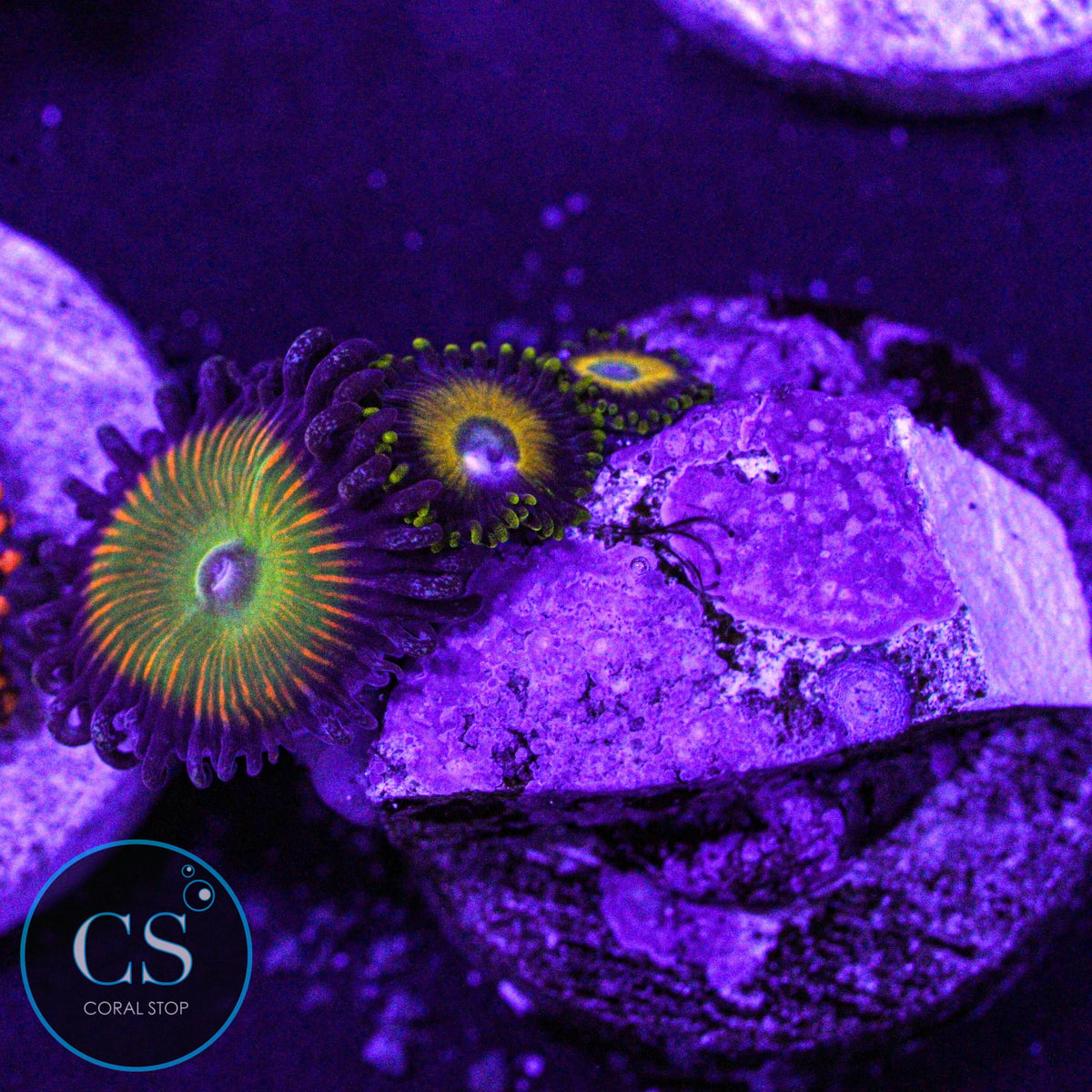 Sunny Delight Combo Zoa