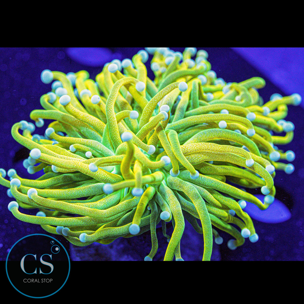 Ultimate White Tip Banana Grail Torch Splitting