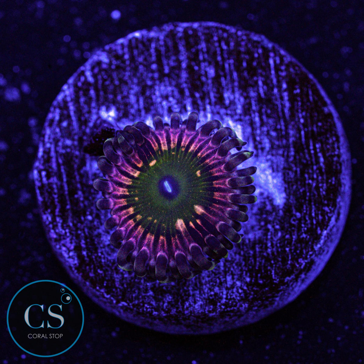 CK Monsters Inc Zoa