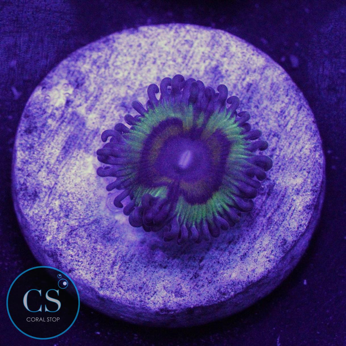 BOWLING GREEN MASSACRE ZOA