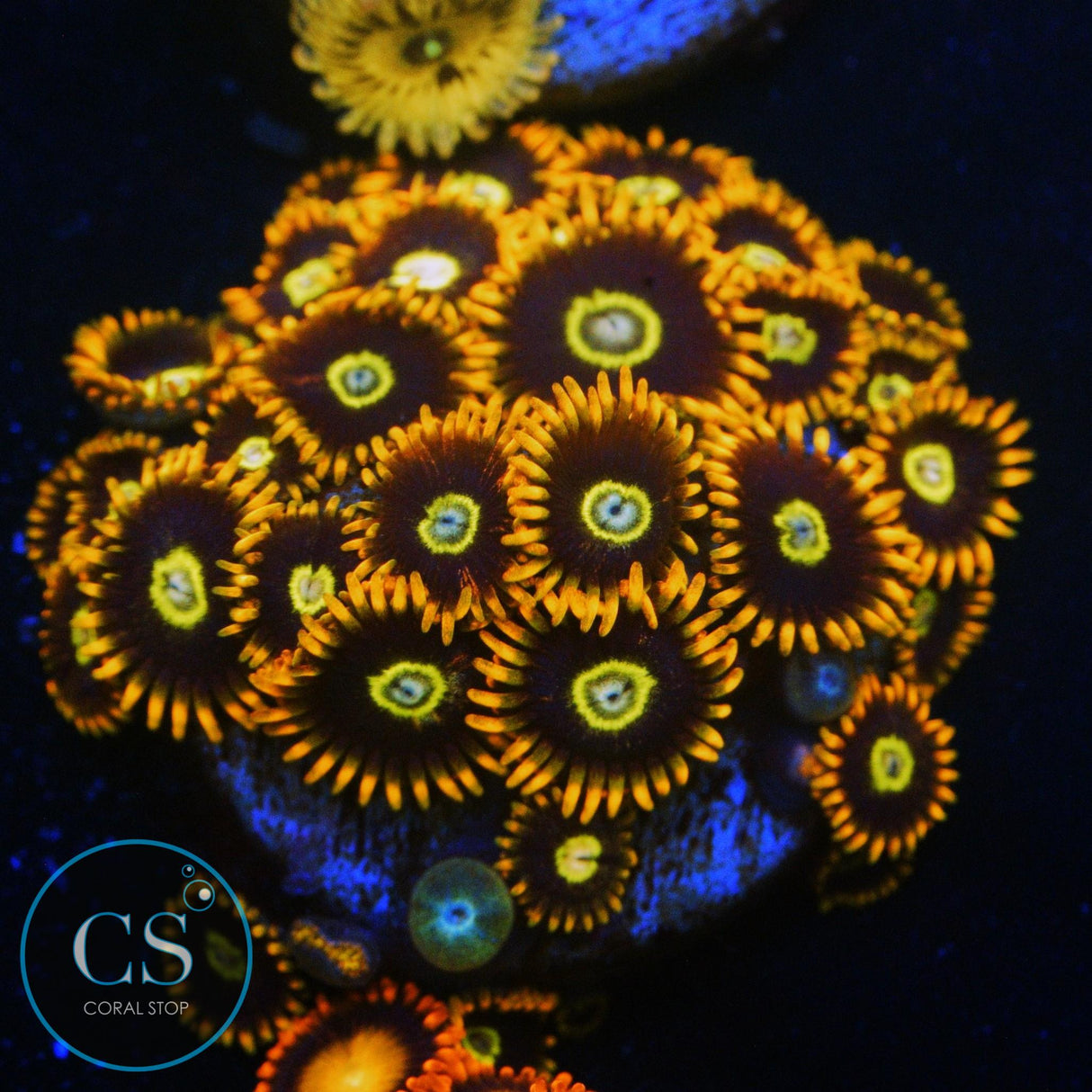 RAINBOW HORNET ZOA