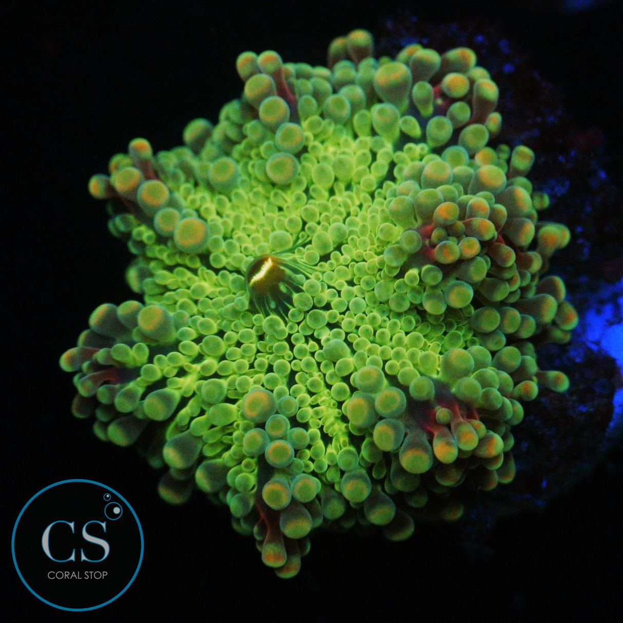 RAINBOW MALAYSIAN YUMA MUSHROOM