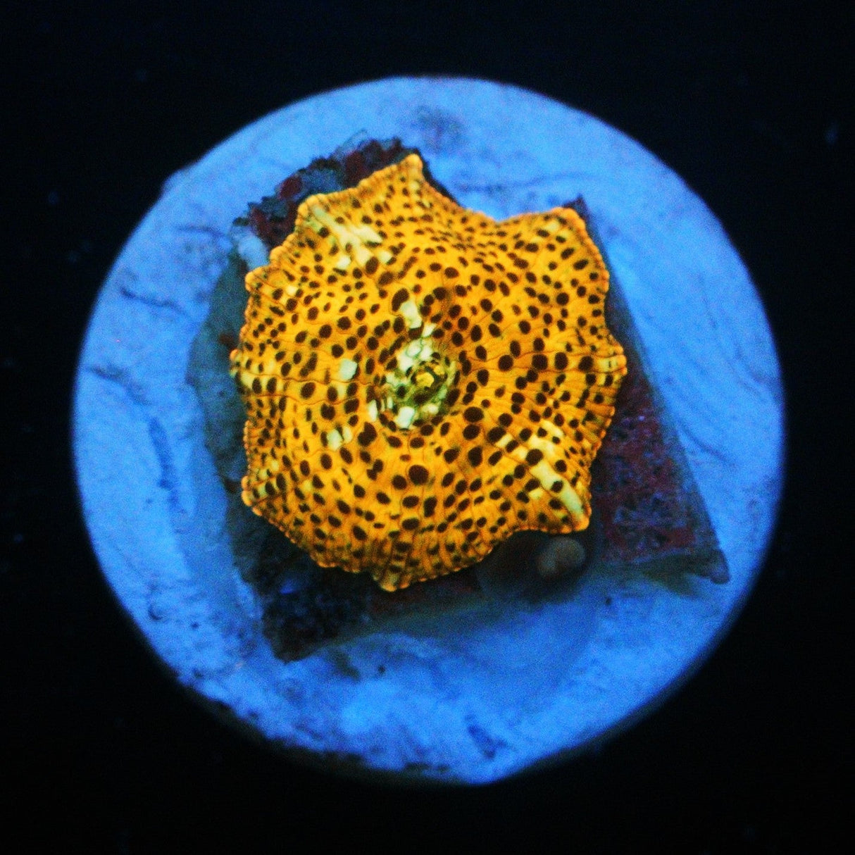 LEOPARD DISCO MUSHROOM