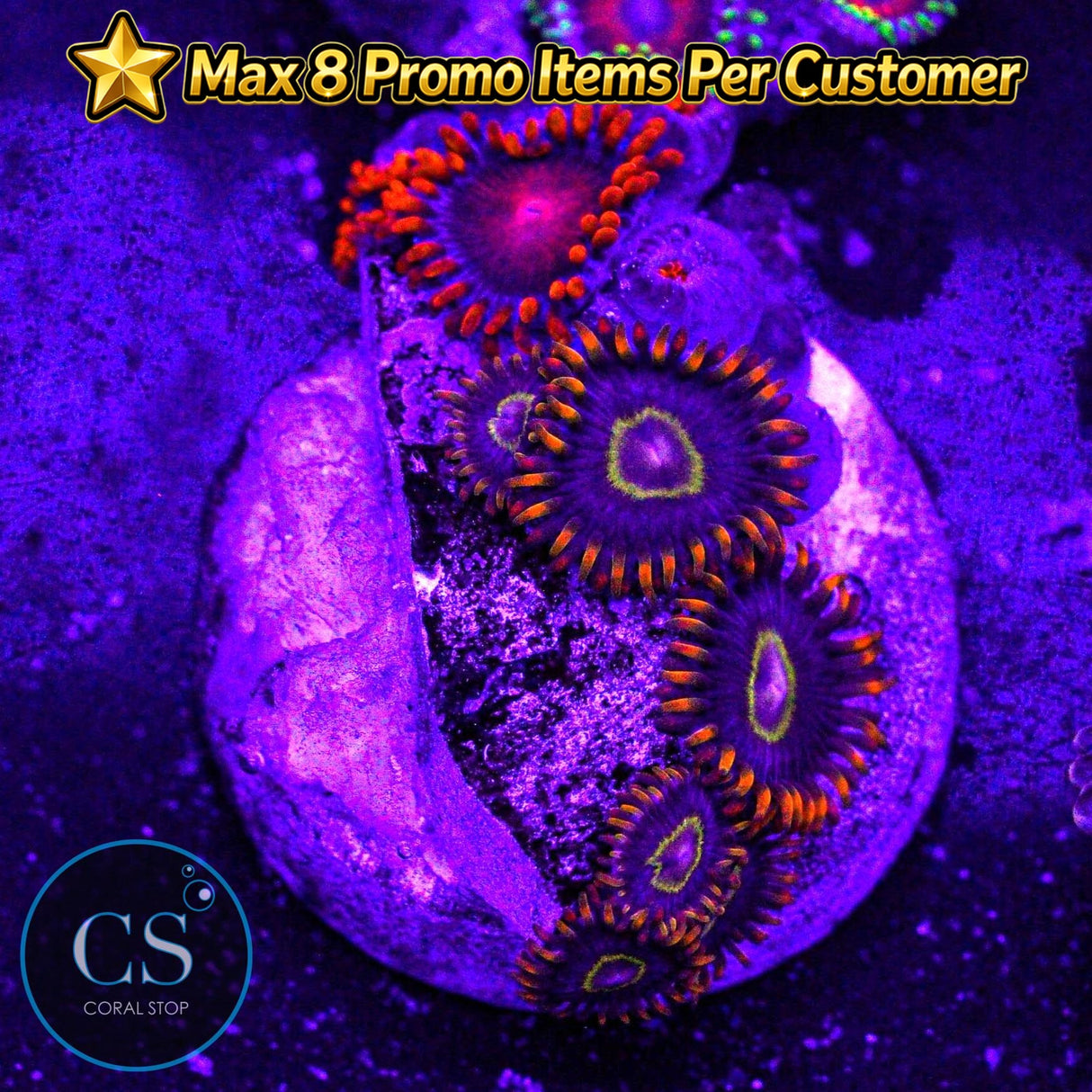 Combo Zoa