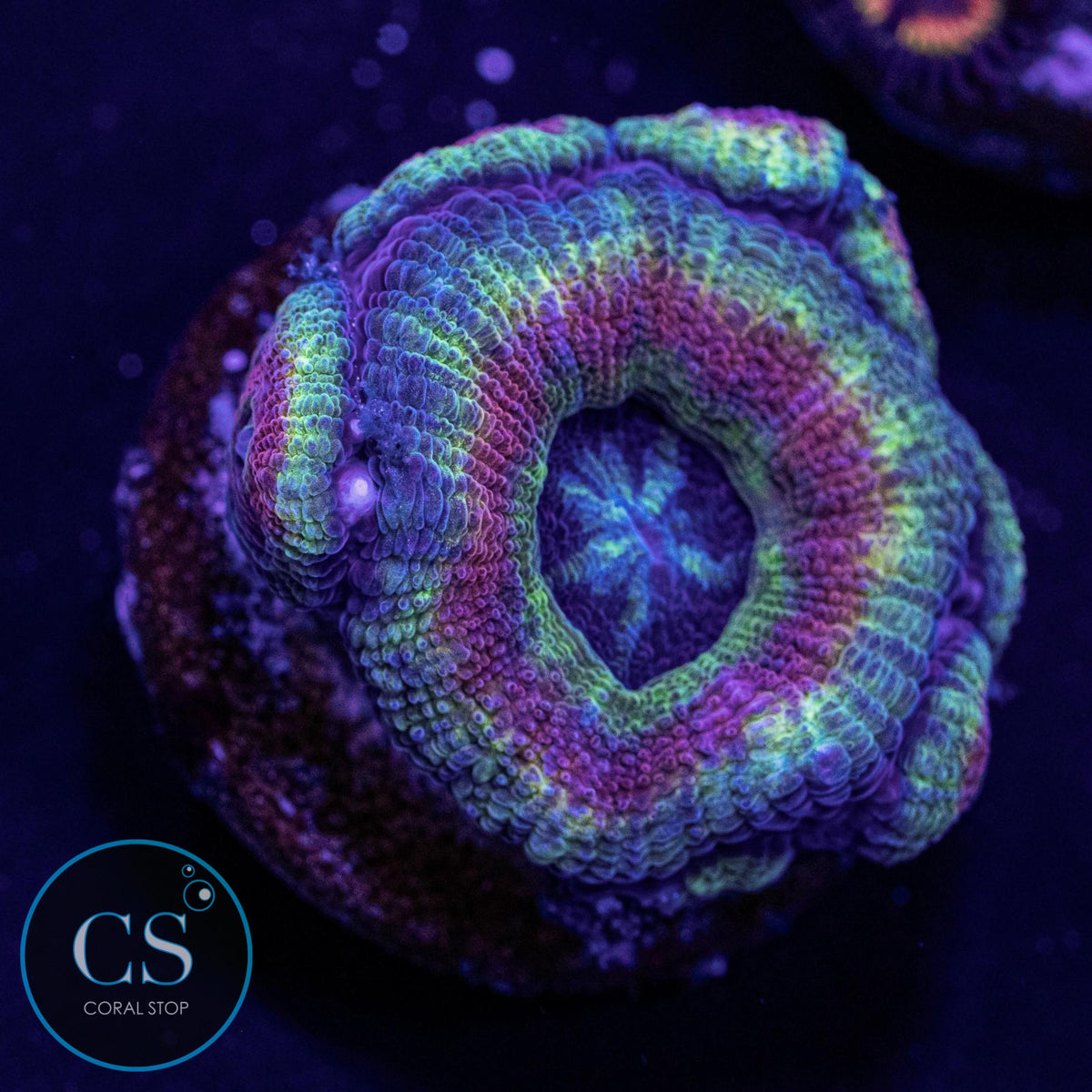Teenage Mutant Ninja Turtle Asian Acan