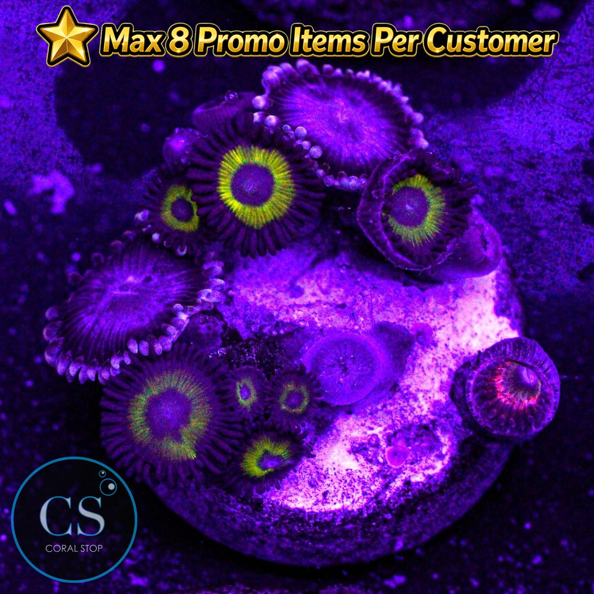 Combo Zoa