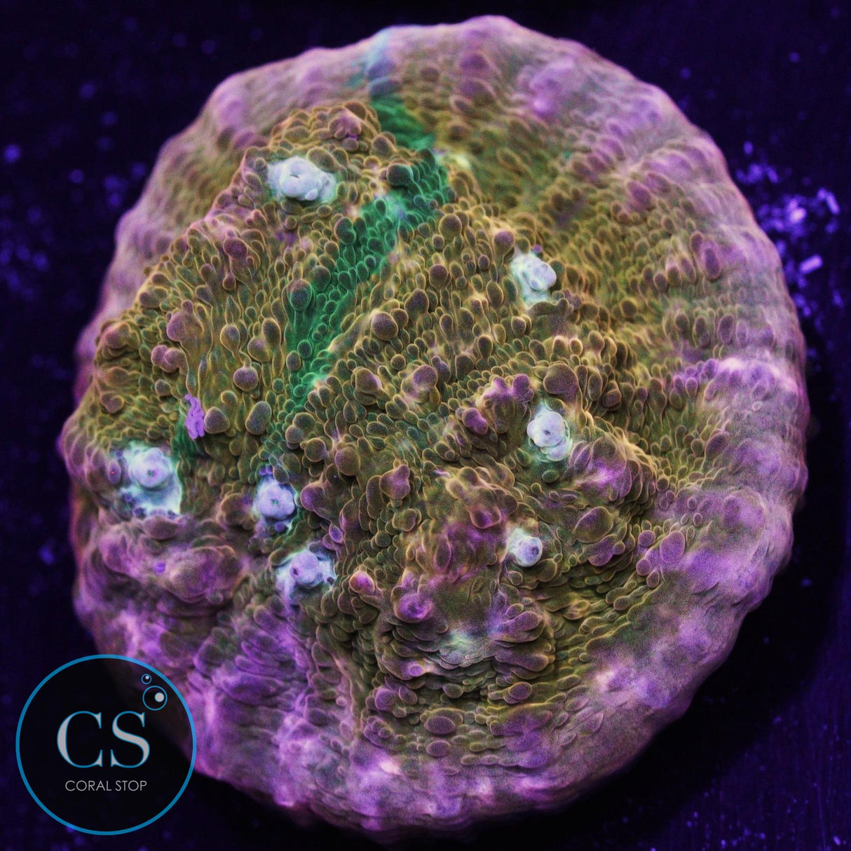 JF Orange Zombie Chalice