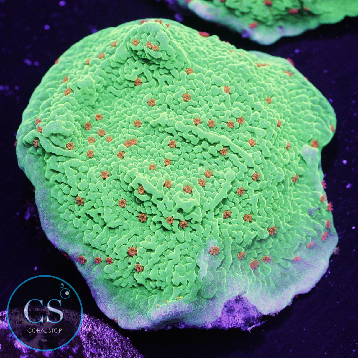 Seasons Greetings Montipora