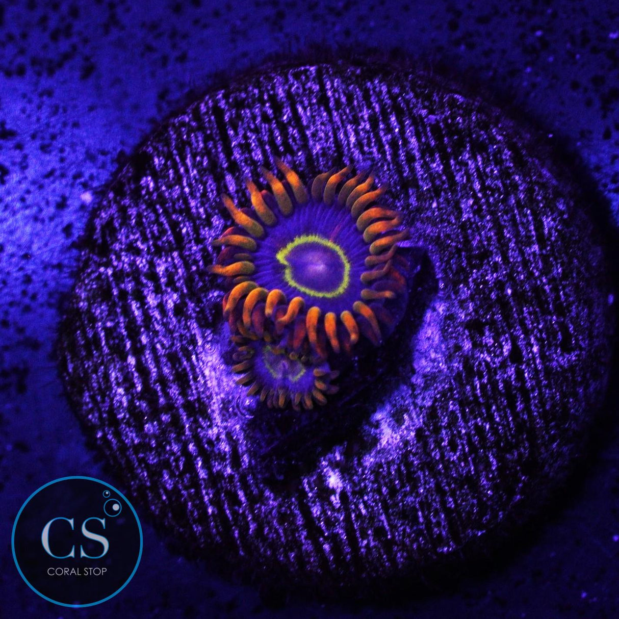 Rainbow Hornet Zoa