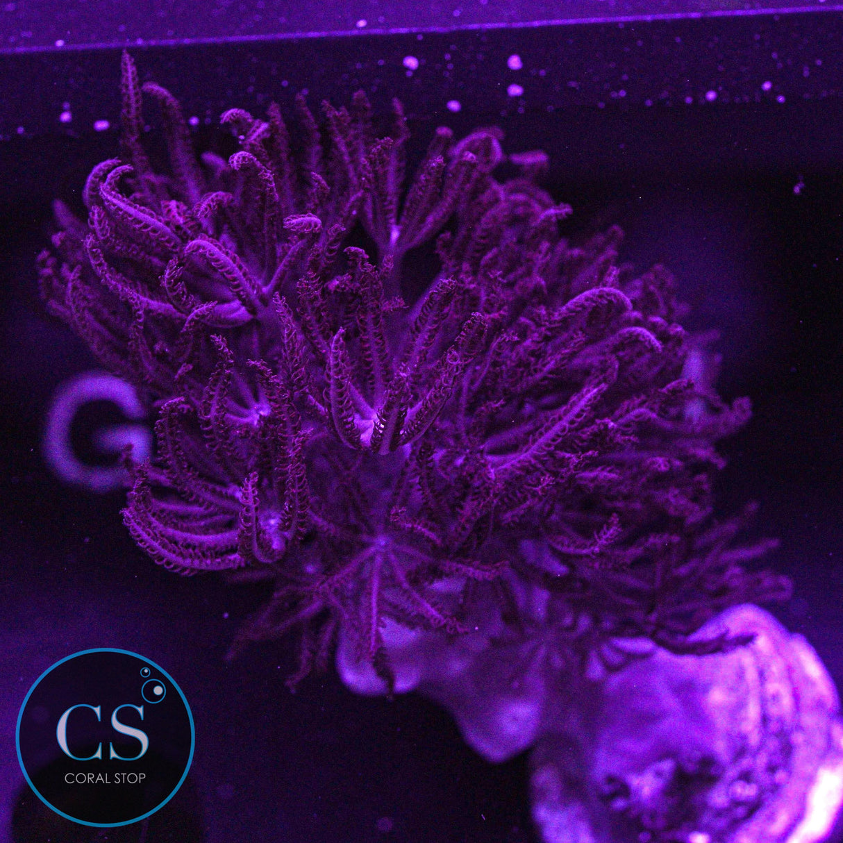 Rare Red Pulsing Xenia