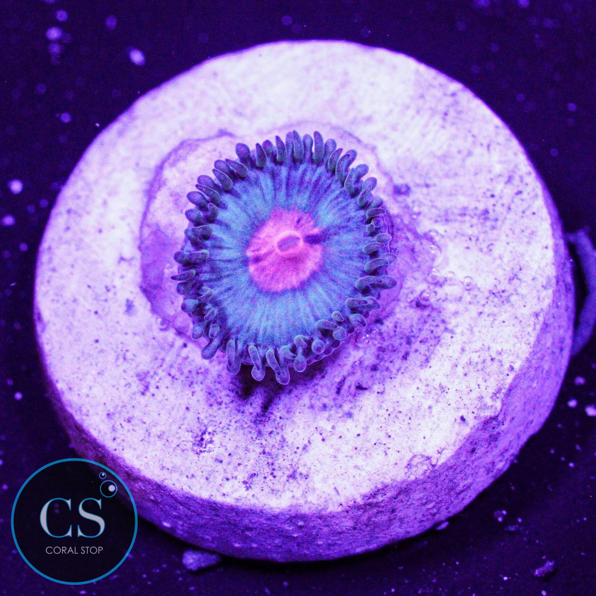 Miami Vice Zoa