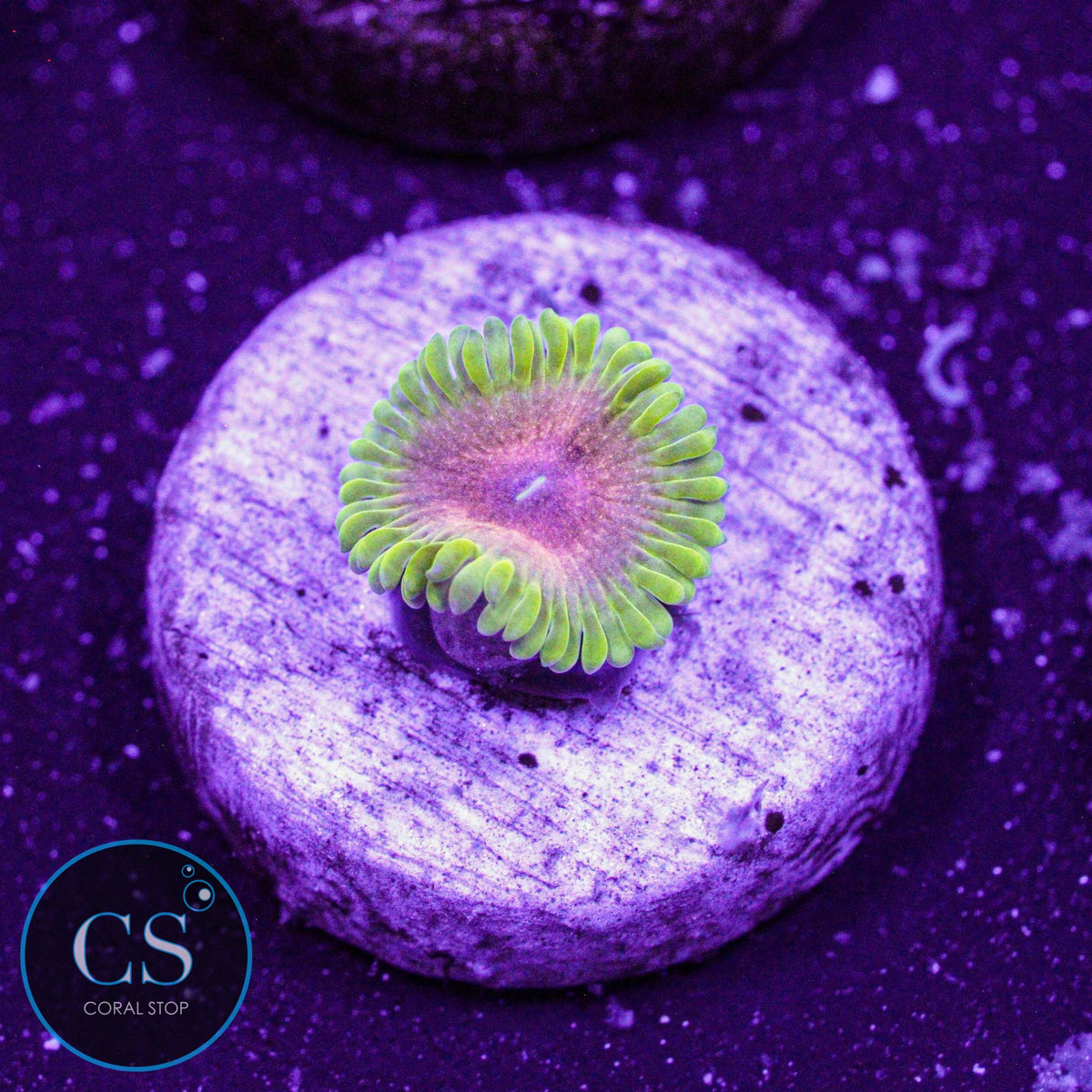 Jamba Juice Zoa