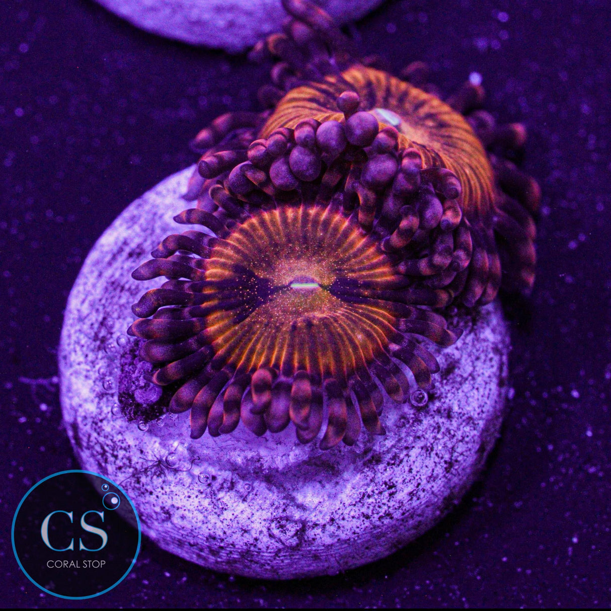 Rainbow Sakura Zoa