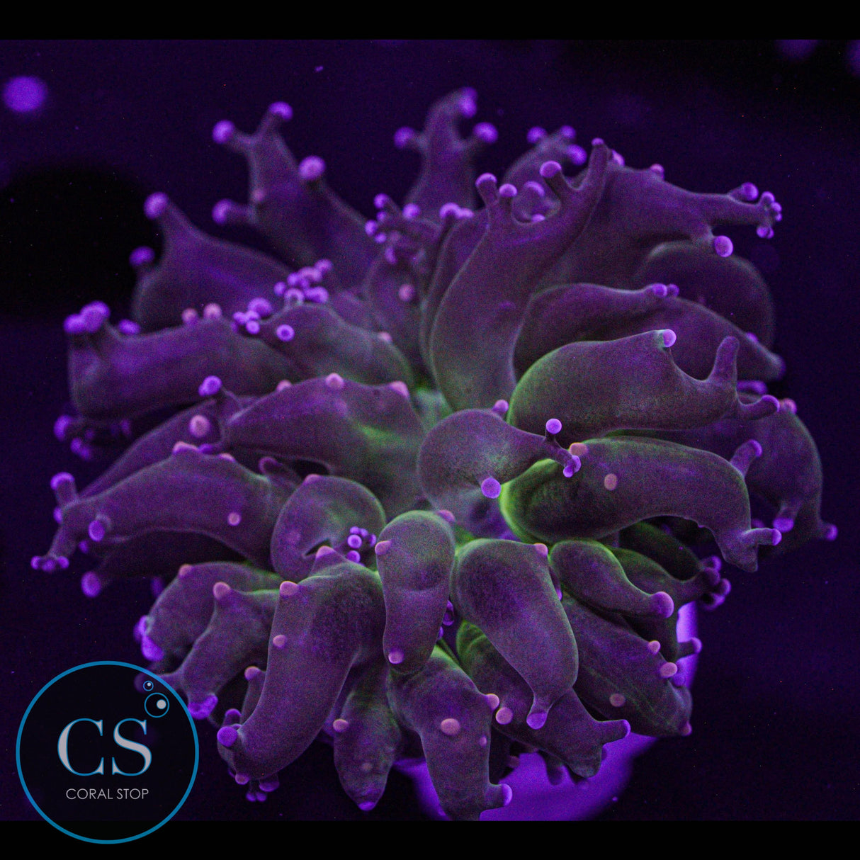 Miami Hurricane Frogspawn
