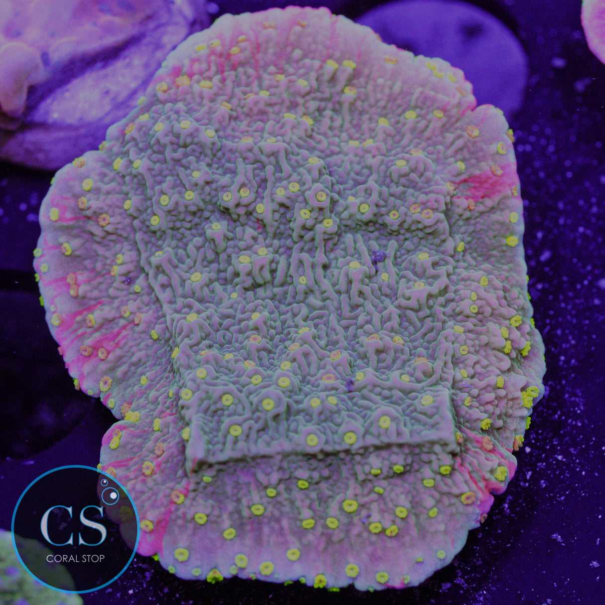 WWC Sunfire Grafted Montipora