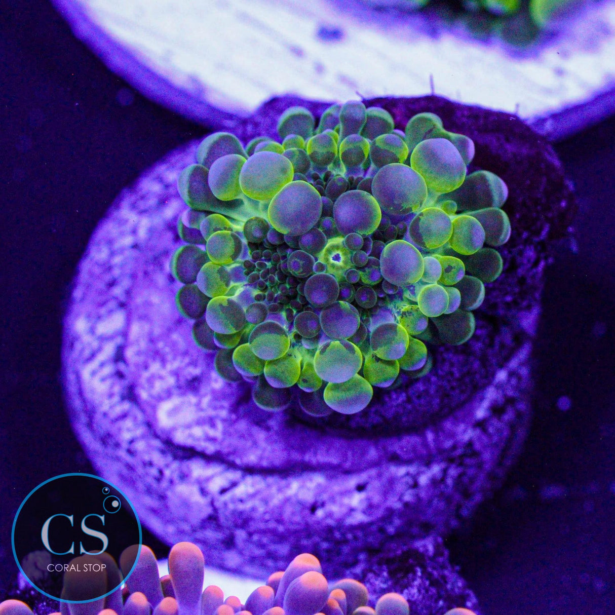 Electric Malaysian Yuma Mushroom