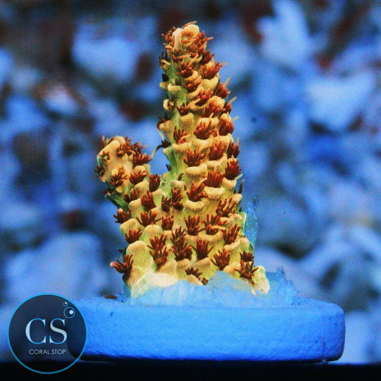 CS BANANA BLAZE ACRO