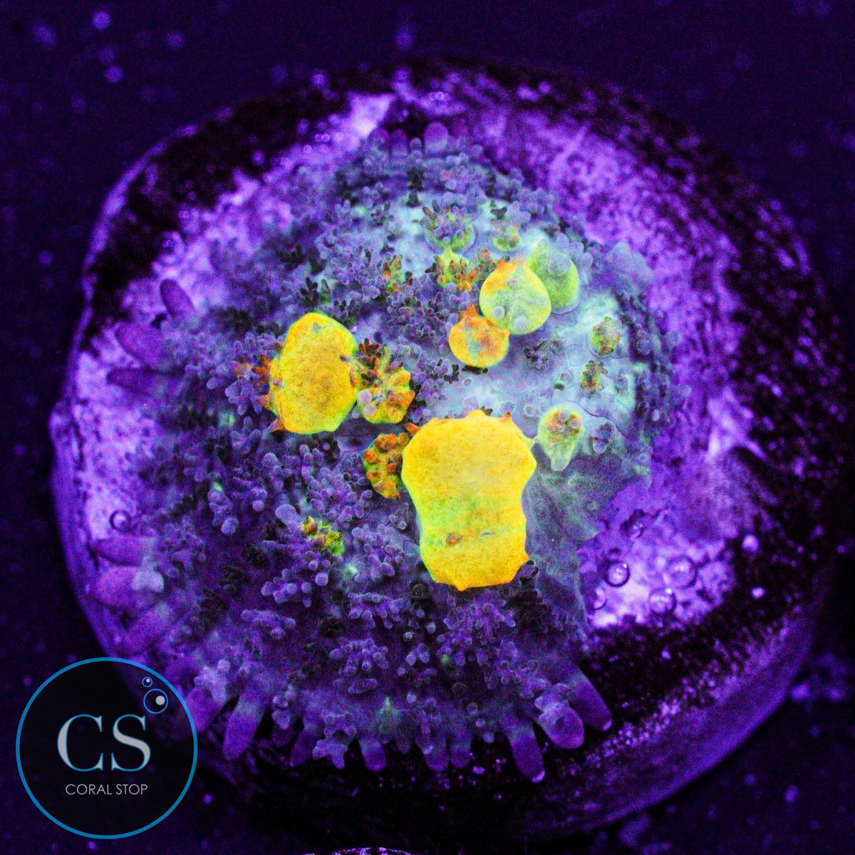 WWC OG Bounce Mushroom