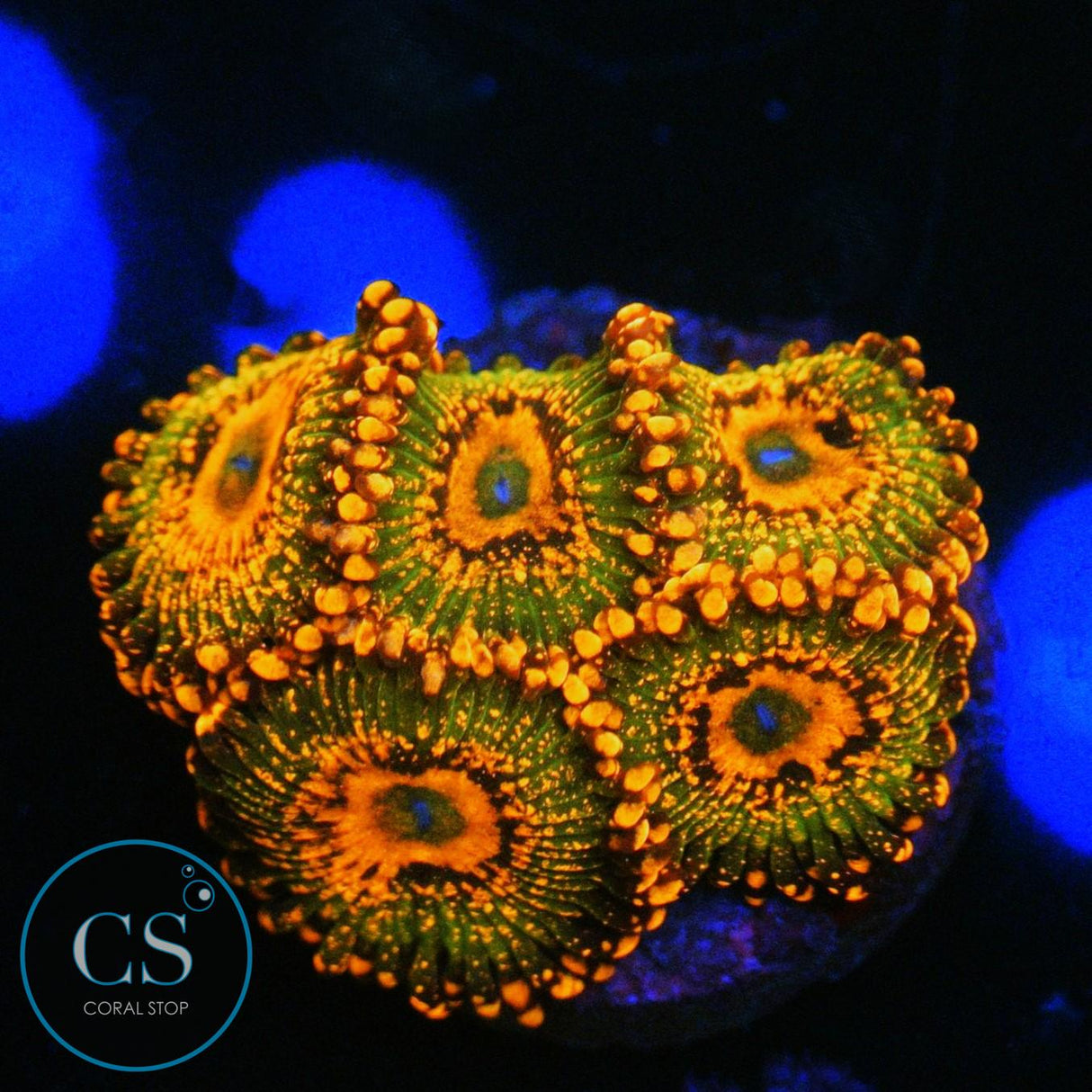 ASD SPITFIRE ZOA