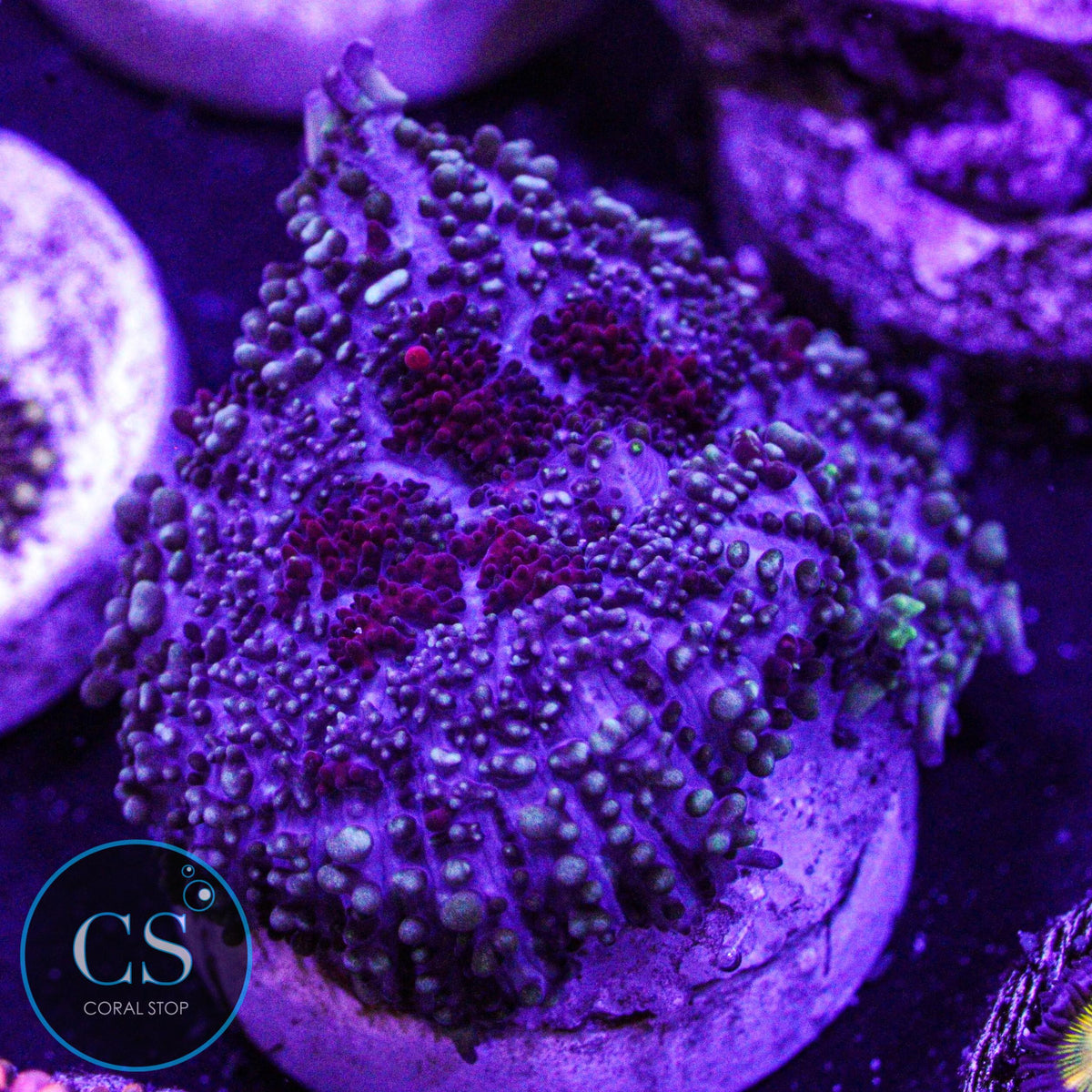 CS New Release Poison Berry Bounce Mushroom
