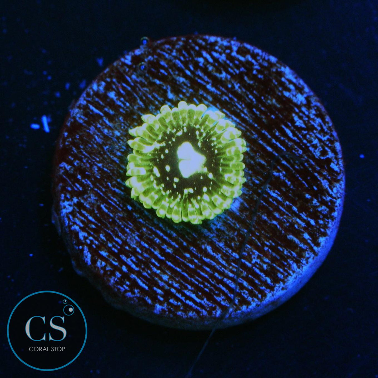 EXOSPHERE ZOA