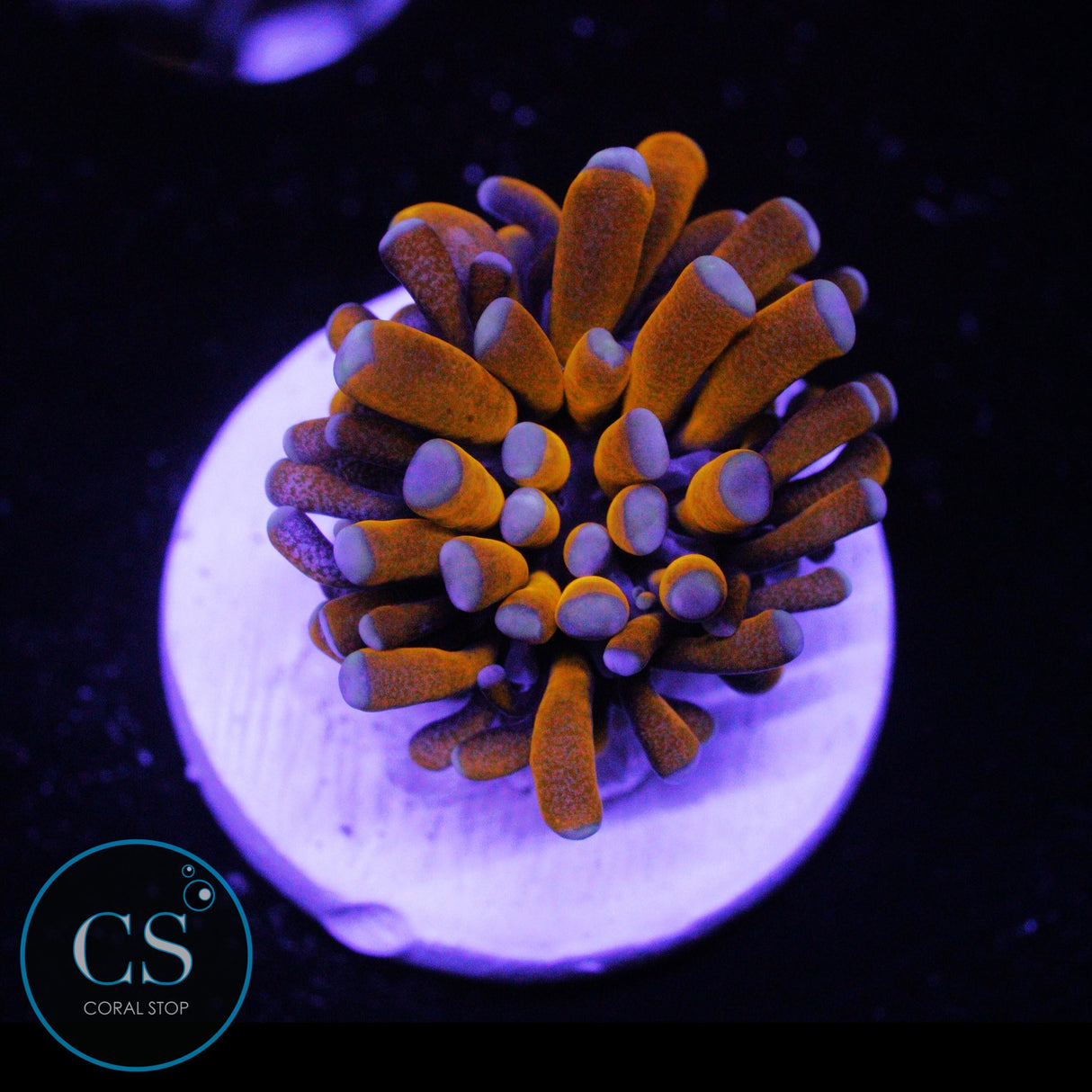 BANANA CRISTATA TORCH