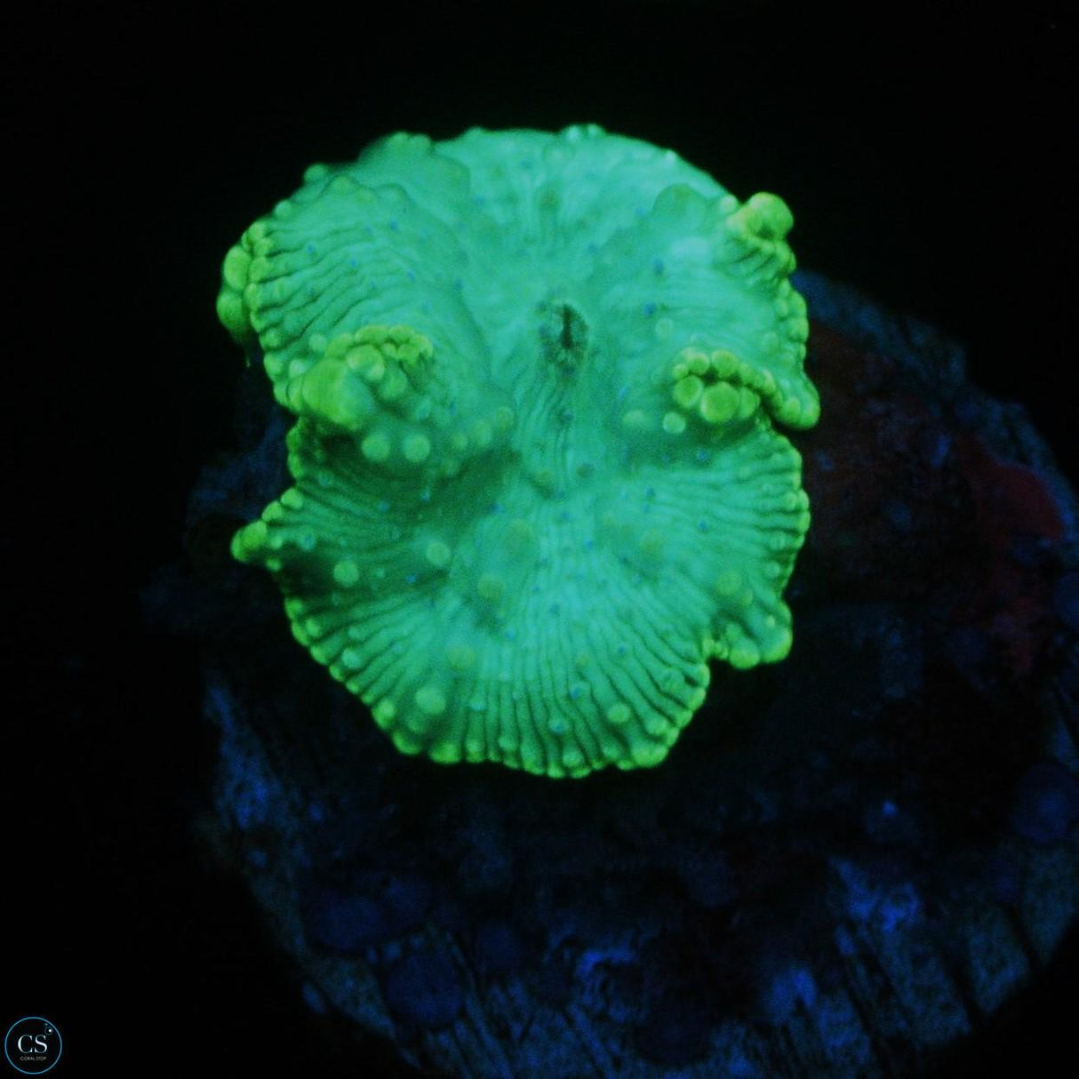 TURQUOISE MUSHROOM