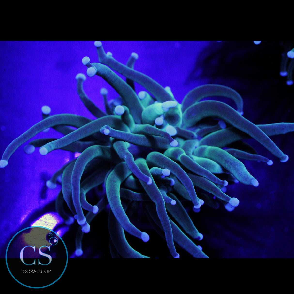 Turquoise Torch