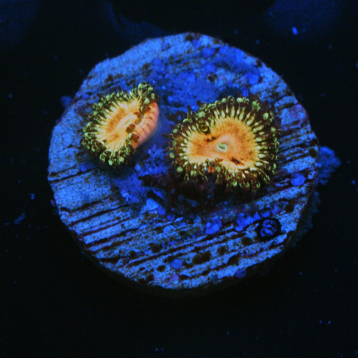 WWC HUNGRY EYES ZOA