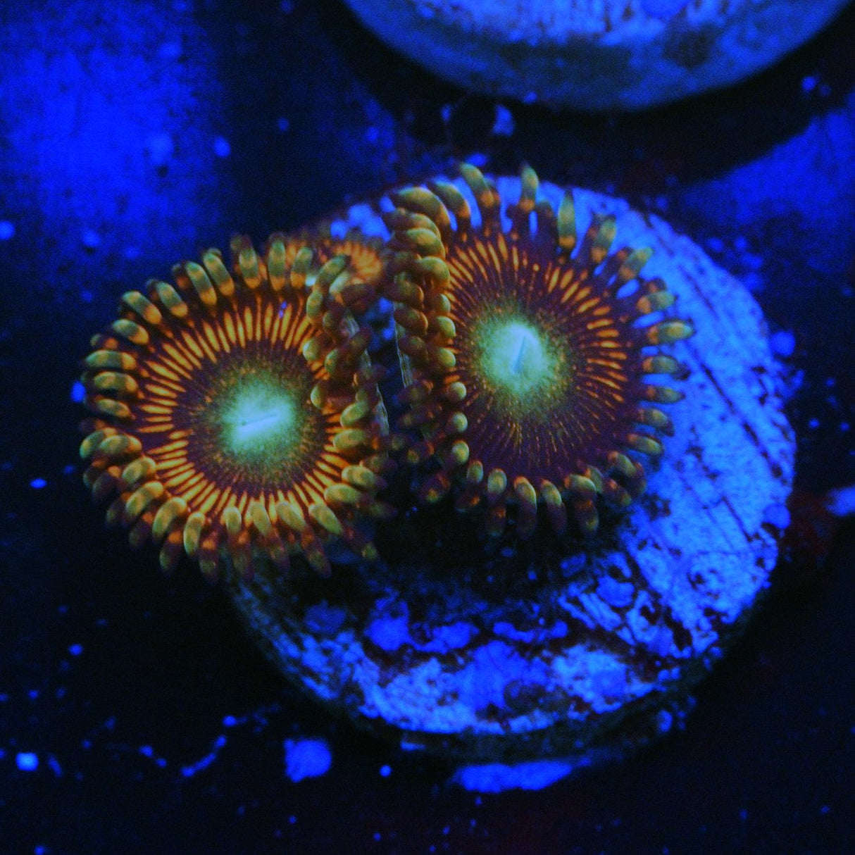 HYPER PHOENIX ZOA