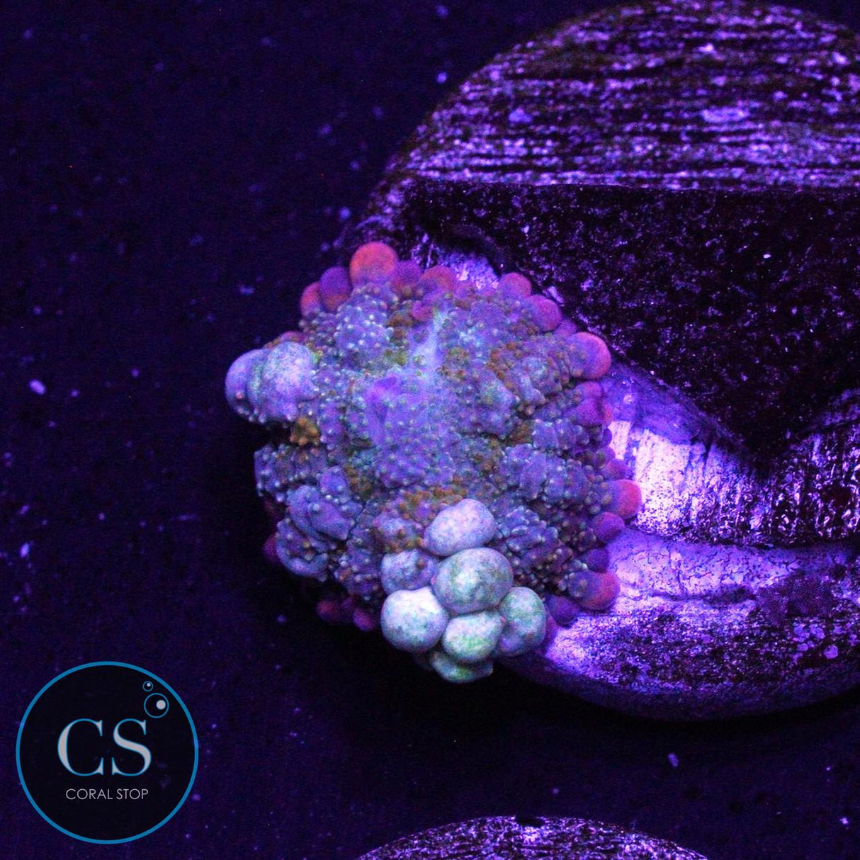 O7C RAINBOW BOUNCE MUSHROOM