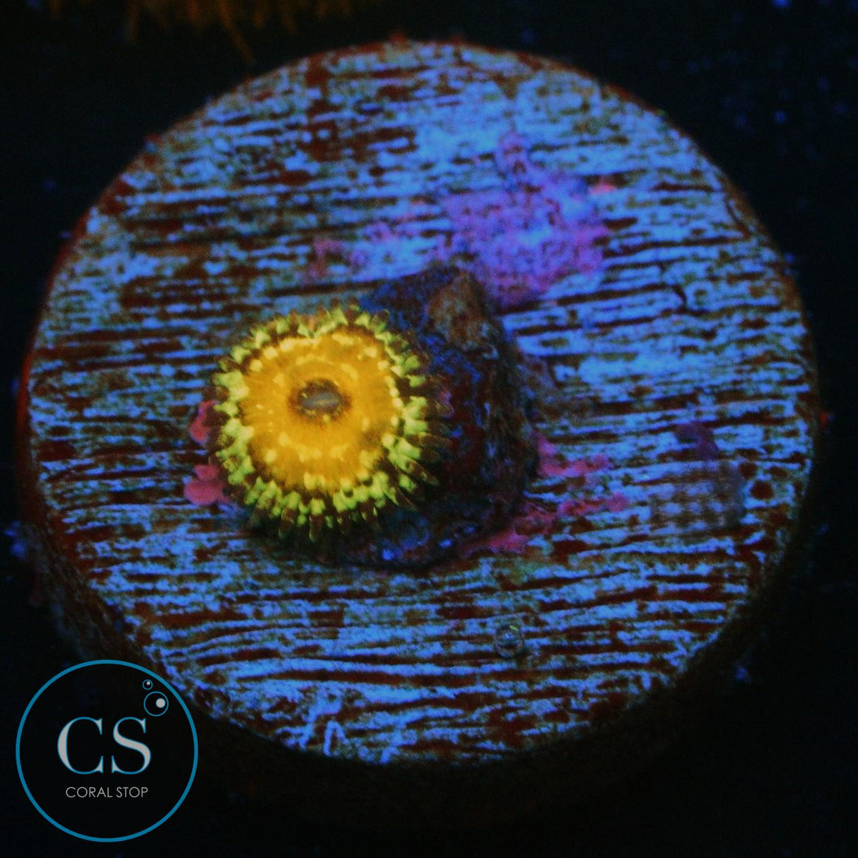 GOD BEAST ZOA