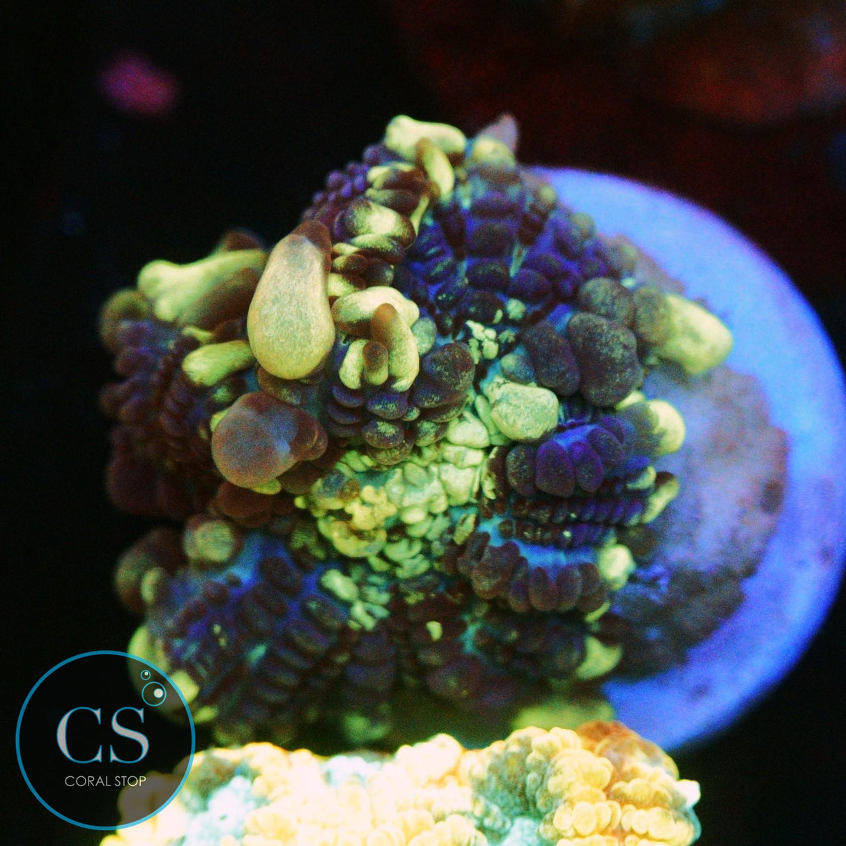 CS GRIMACE BOUNCE MUSHROOM